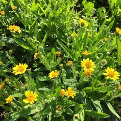 Arnica Plant