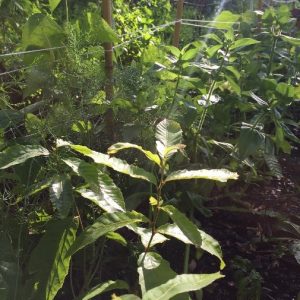 Agroforestry and Forest Garden Tour
