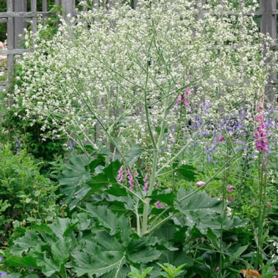 Colewort Plant