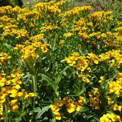 Mexican Tarragon Plant
