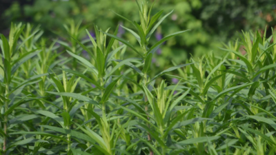 Russian Tarragon Plant