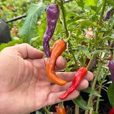 Buena Mulata Hot Pepper Plant