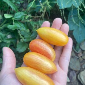 Blush Tomato Plant