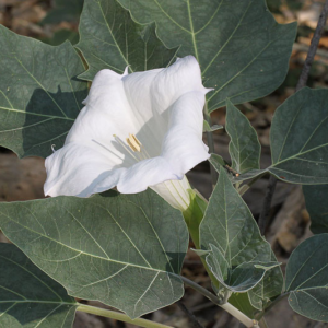 Sacred Datura Plant