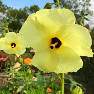 Sunset Hibiscus Plant